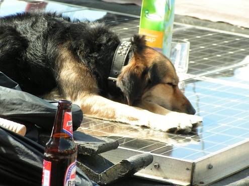 scheepshond_tijdens_hassailt