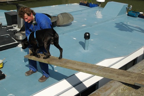 scheepshond_ms_alex_2